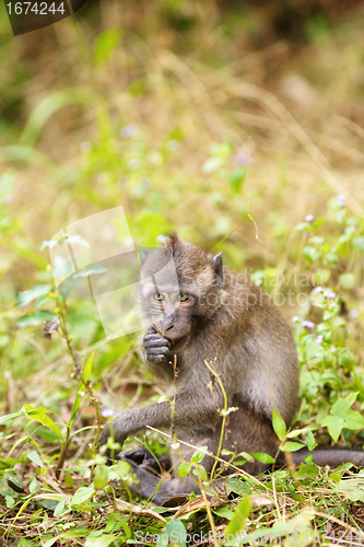 Image of Macaque Monkey