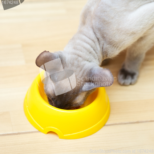 Image of Hairless Cat Eating