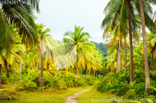 Image of Road in Jungle