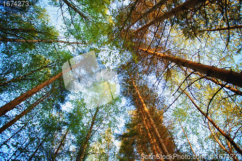 Image of Pine Forest