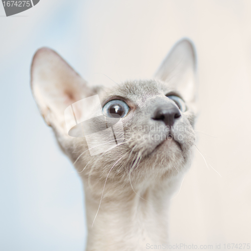 Image of Hairless Cat