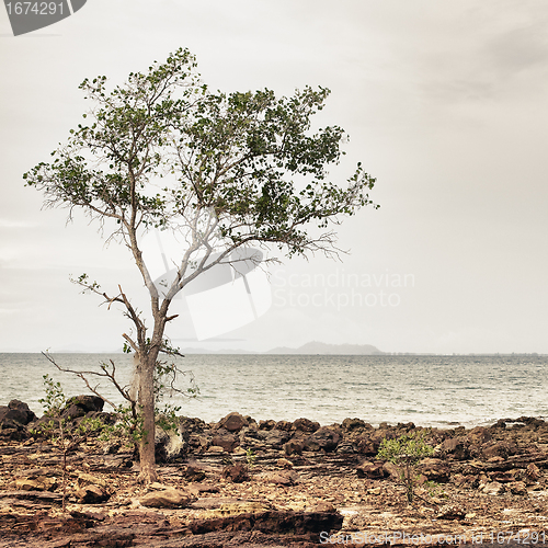 Image of Rocky Shore