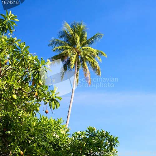 Image of Thailand Nature