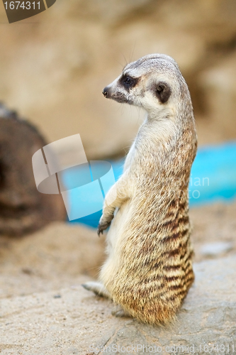 Image of Meerkat