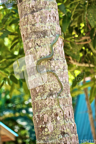 Image of Snake on the Tree