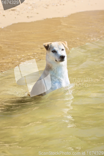 Image of Labrador Sitting in Sea