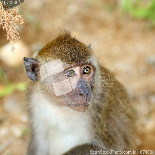 Image of Macaque Monkey