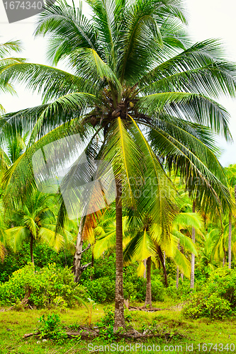 Image of Tropic Jungle