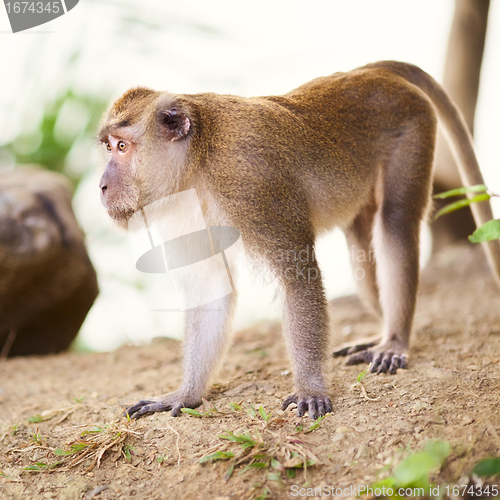 Image of Macaque Monkey