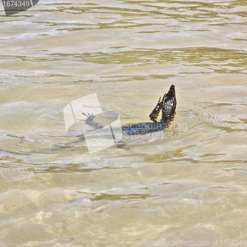 Image of wild young water monitor