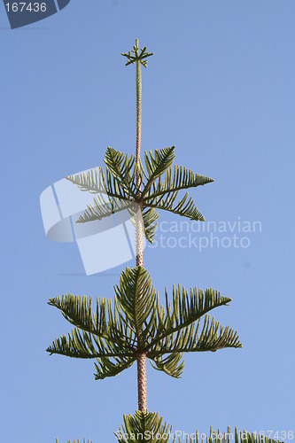 Image of The top of a beautiful green tree