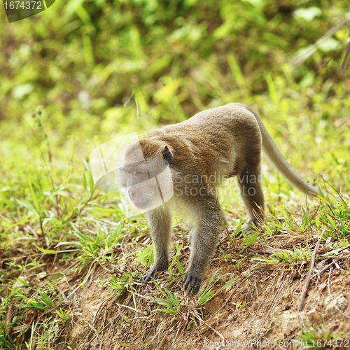 Image of Macaque Monkey