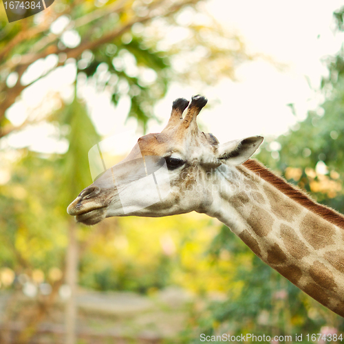 Image of Giraffe Head