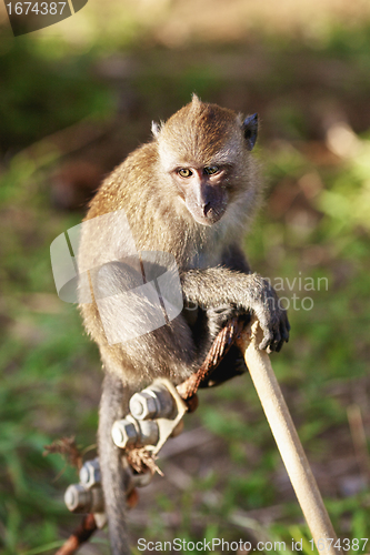 Image of Macaque Monkey