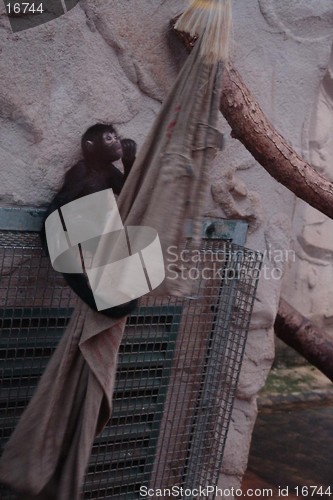Image of BABY MONKEY