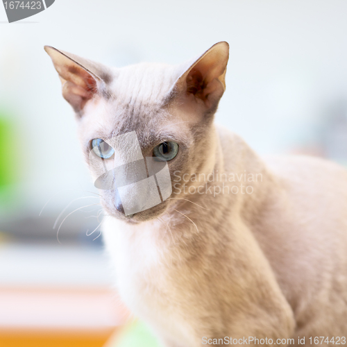 Image of Hairless Cat