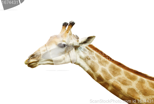 Image of Giraffe Head
