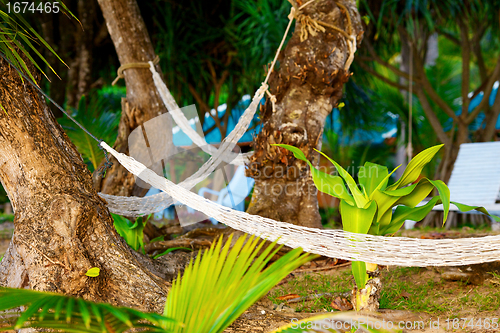 Image of Hammocks on Resort