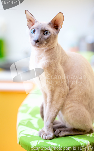 Image of Hairless Cat