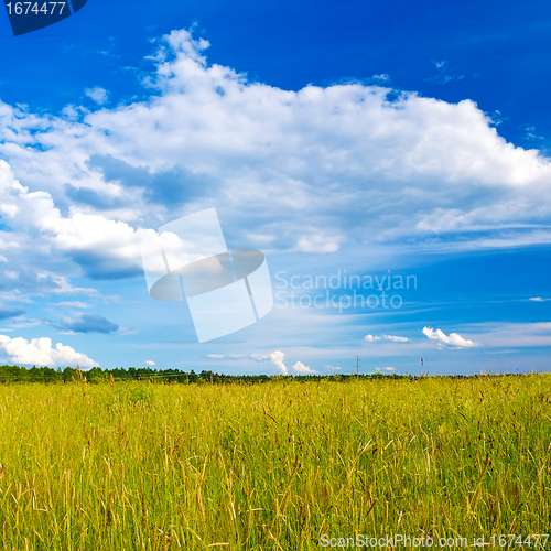 Image of summer field