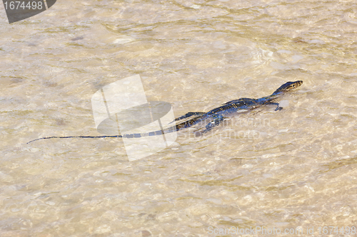 Image of wild young water monitor