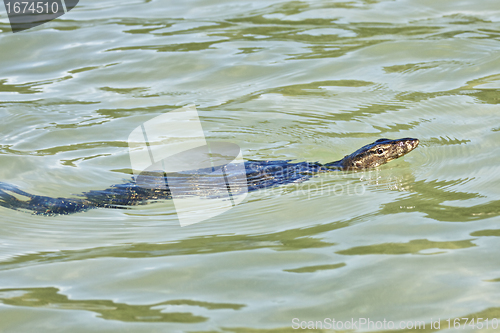 Image of wild young water monitor