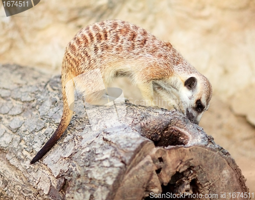 Image of Meerkat