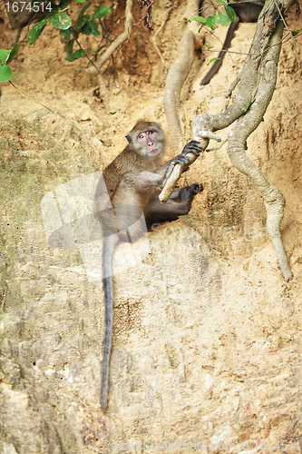 Image of Macaque Monkey