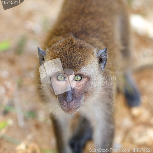 Image of Macaque Monkey