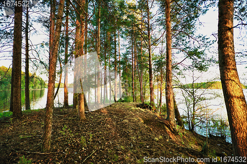 Image of Pine Forest