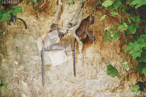 Image of Macaque Monkey