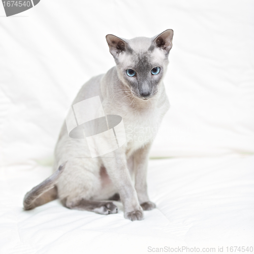 Image of Hairless Cat