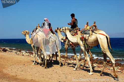 Image of Camel riders on the Red Sea beach