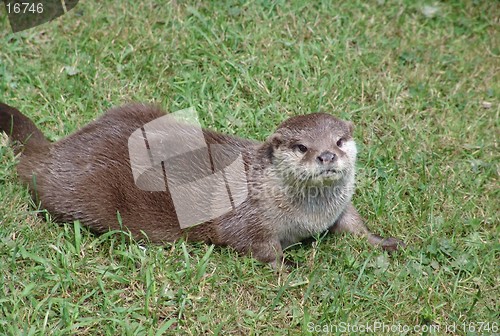 Image of otter