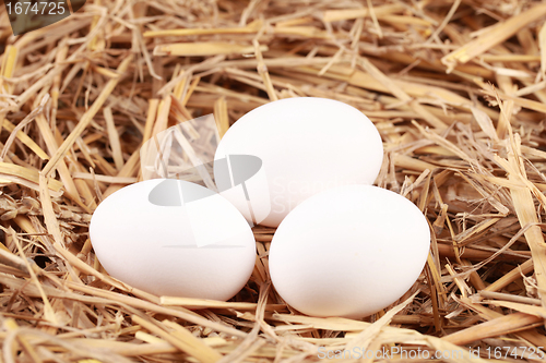 Image of Eggs in straw