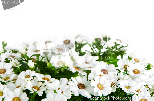 Image of Beautiful Chrysanthemum flowers 