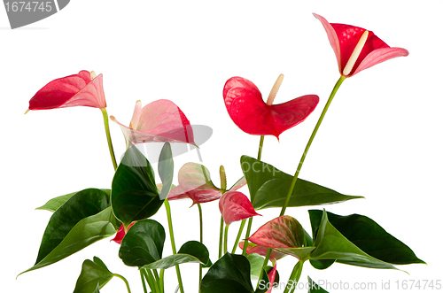 Image of Beautiful Anthedesia anthurium