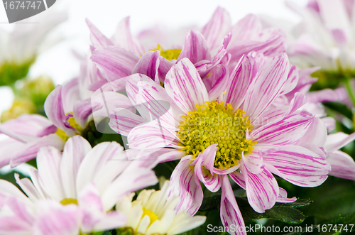 Image of Beautiful Chrysanthemum flowers 