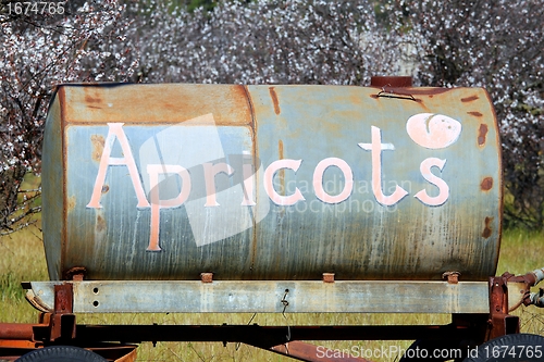 Image of Apricots