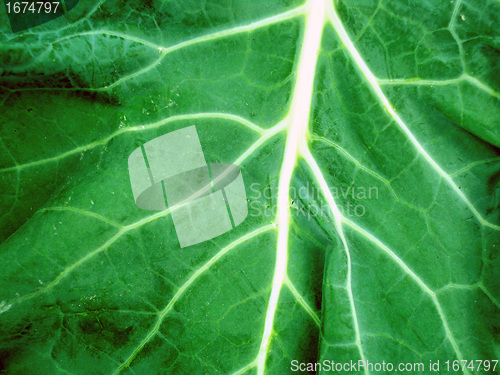 Image of Macro photo of leaf 