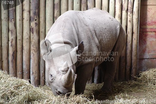 Image of rhino  up close