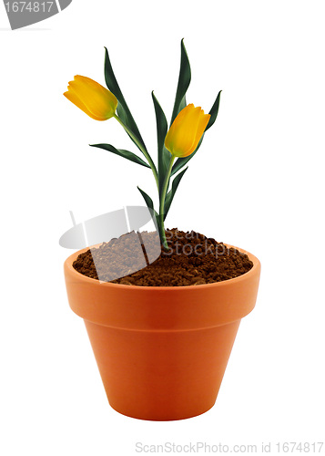 Image of flower in clay pot 