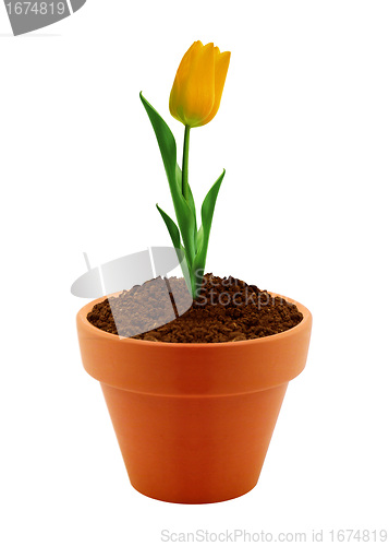 Image of flower in clay pot 