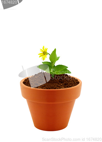 Image of flower in clay pot 