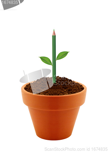 Image of Young plant in clay pot