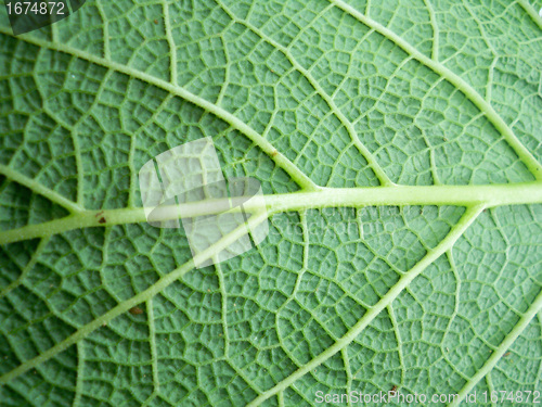 Image of Macro photo of leaf 