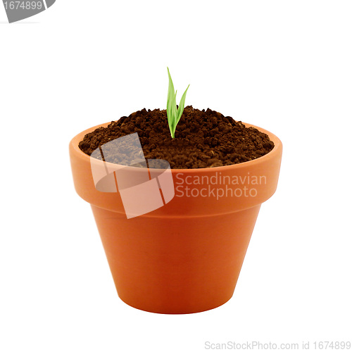 Image of Young plant in clay pot