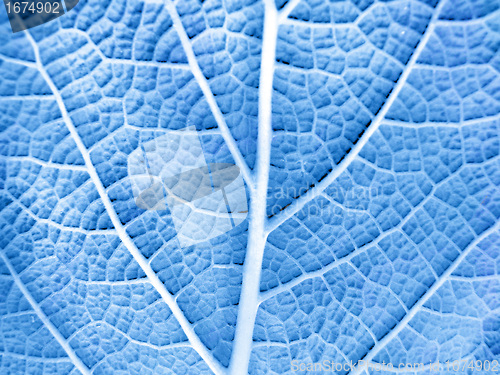 Image of Leaf of a plant
