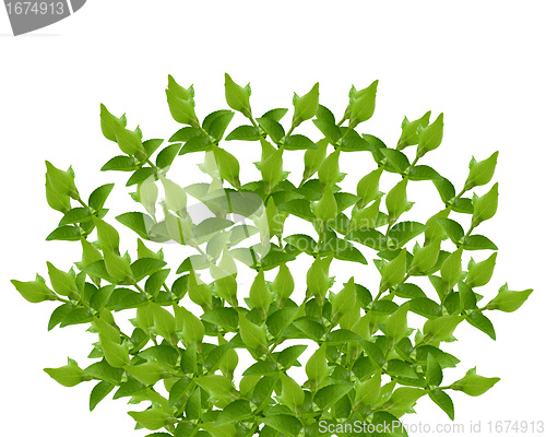 Image of Green leaves