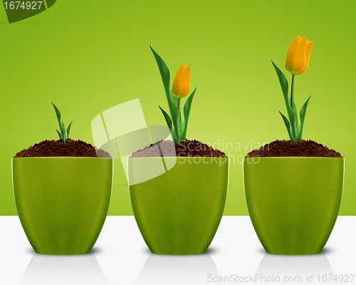 Image of Yellow Tulips